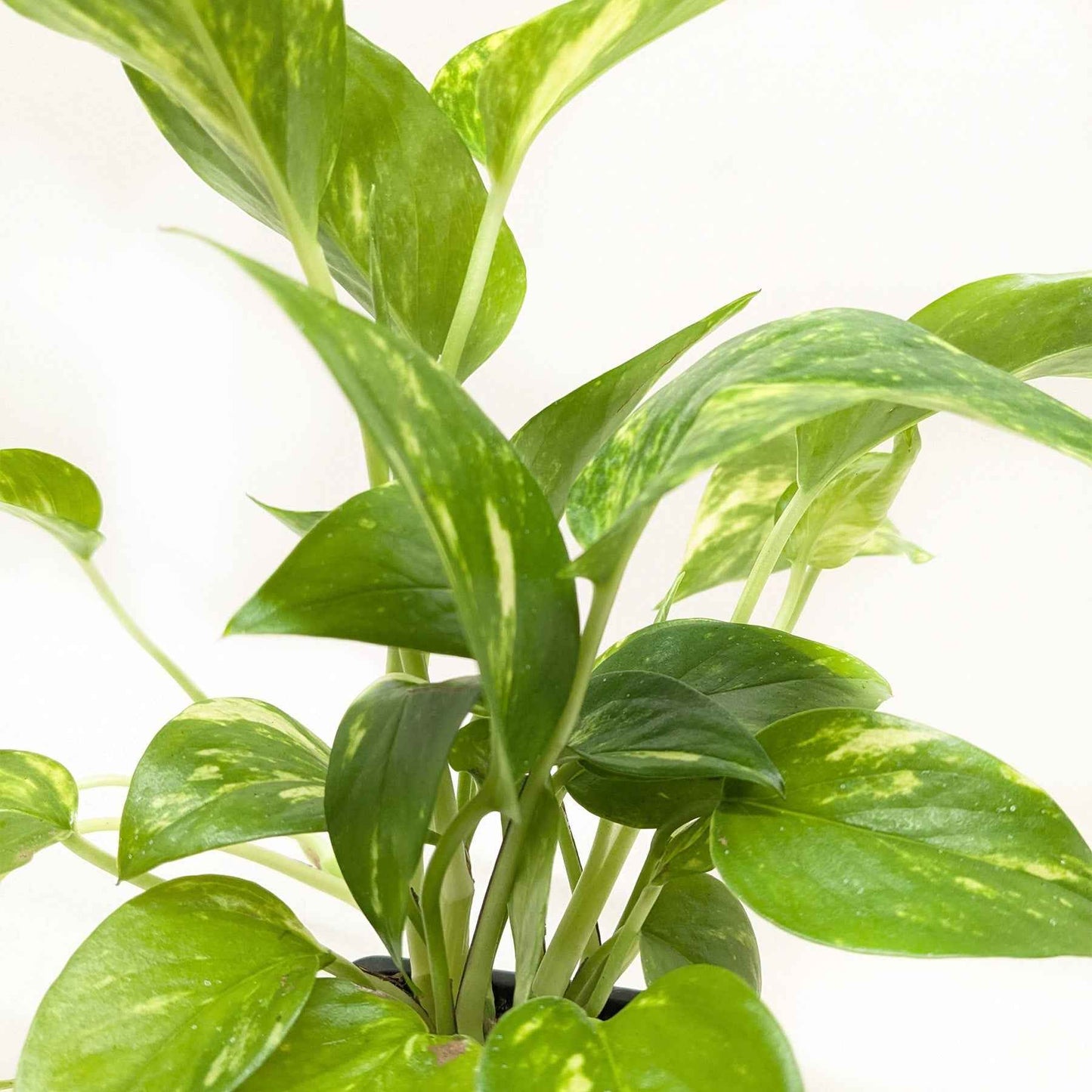 Pothos 'Golden'