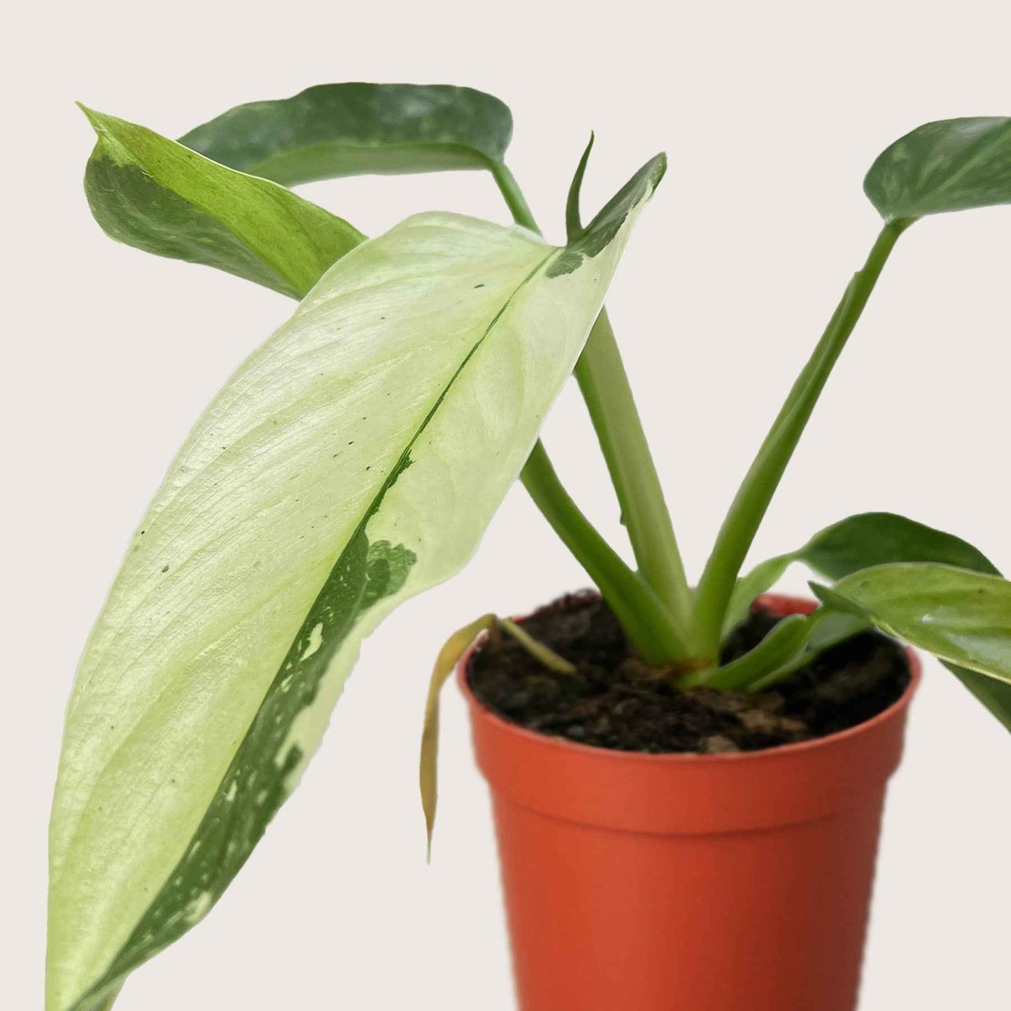 Philodendron Jose Bueno