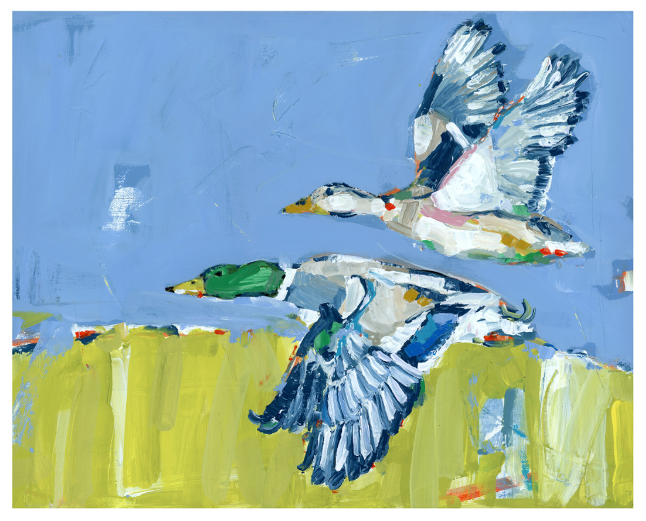 Duck Krausing Mallard Ducks Fine Art Print