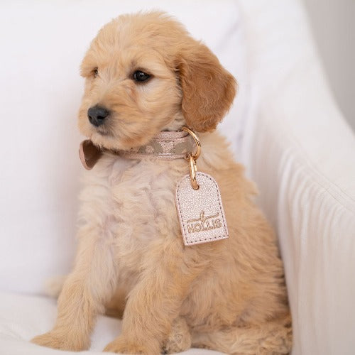 Dog Leash & Collar - RECENTLY MARKED DOWN - FINAL SALE - WILL BE DISCONTINUED