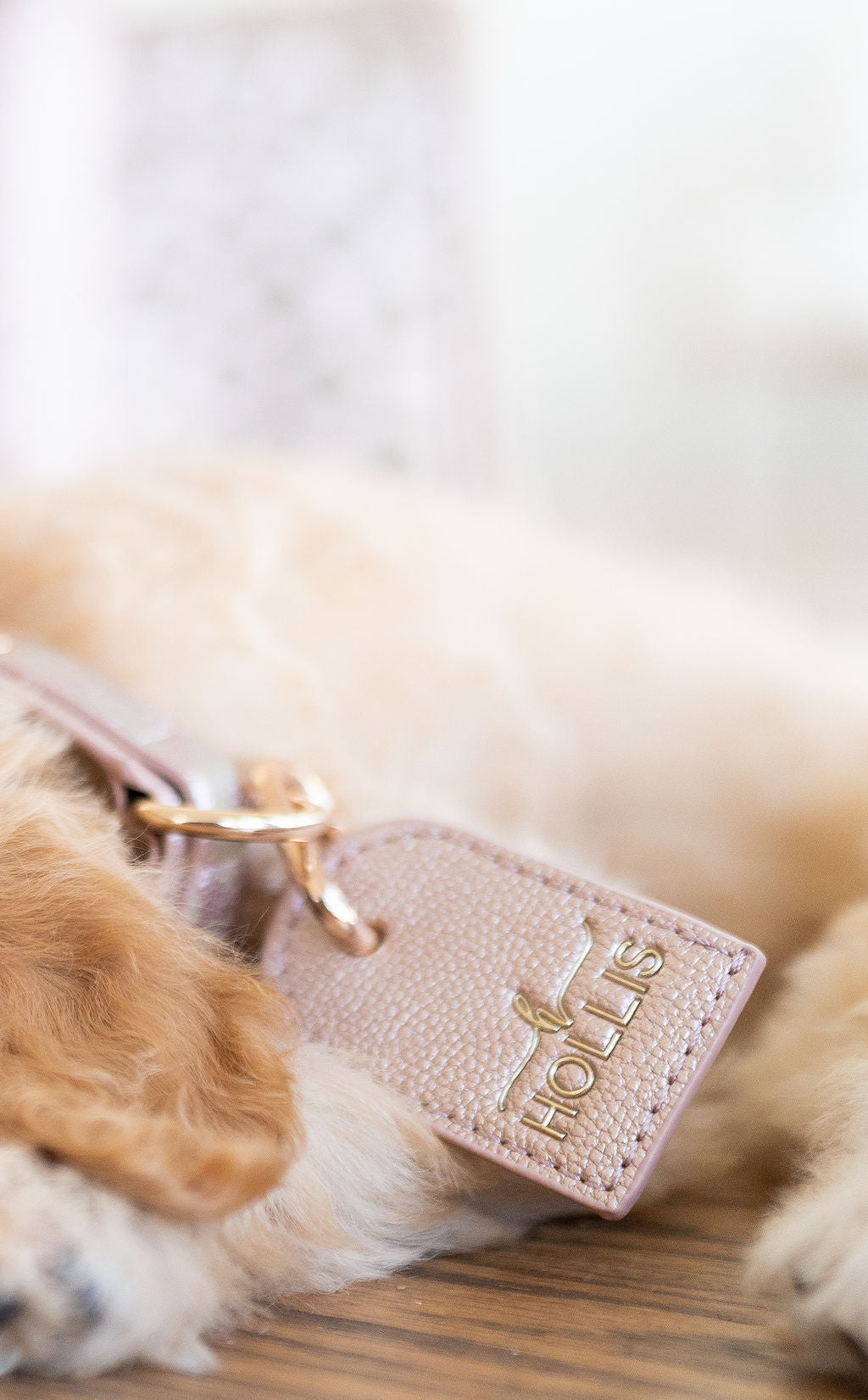 Dog Leash & Collar - RECENTLY MARKED DOWN - FINAL SALE - WILL BE DISCONTINUED