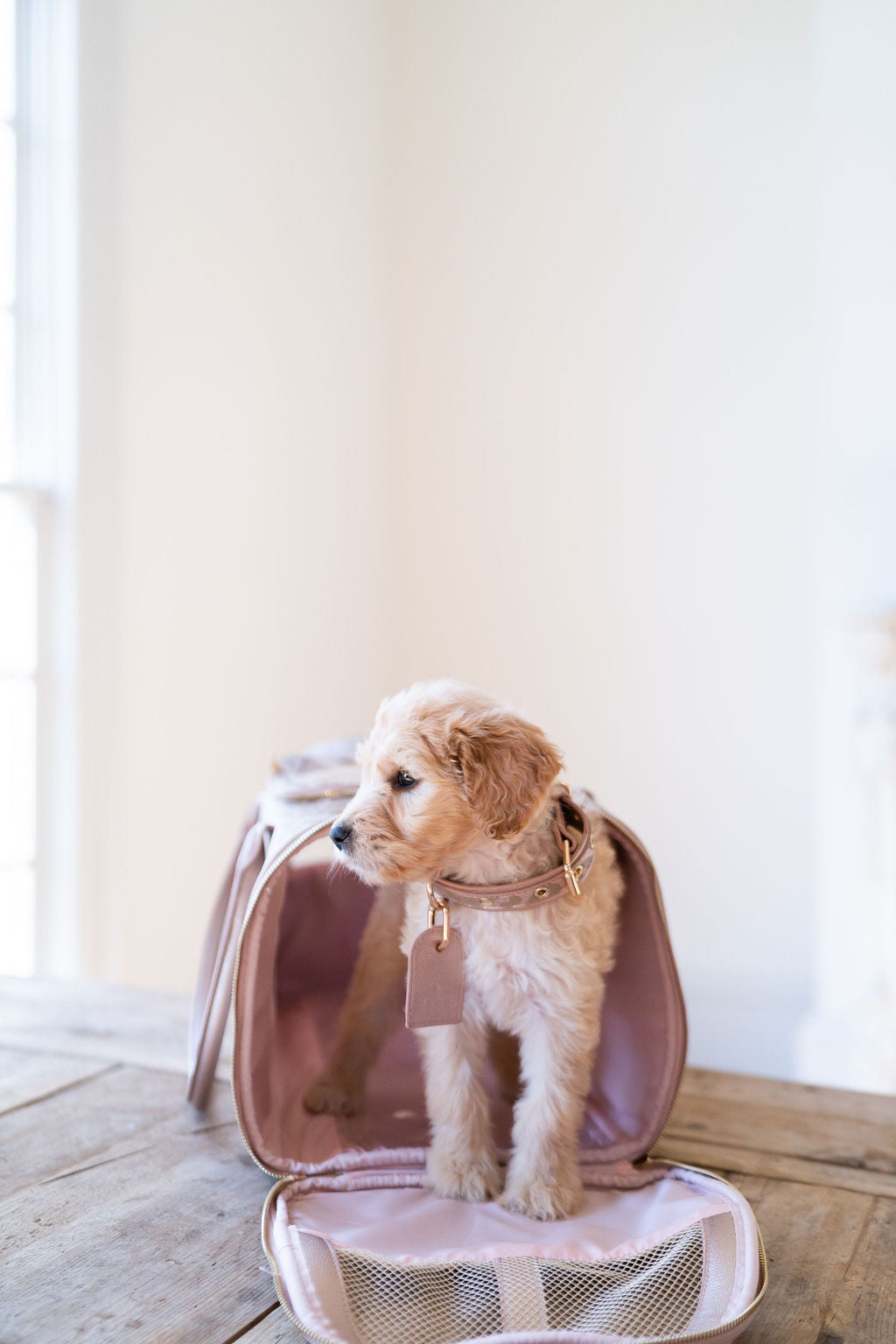 Dog Leash & Collar - RECENTLY MARKED DOWN - FINAL SALE - WILL BE DISCONTINUED
